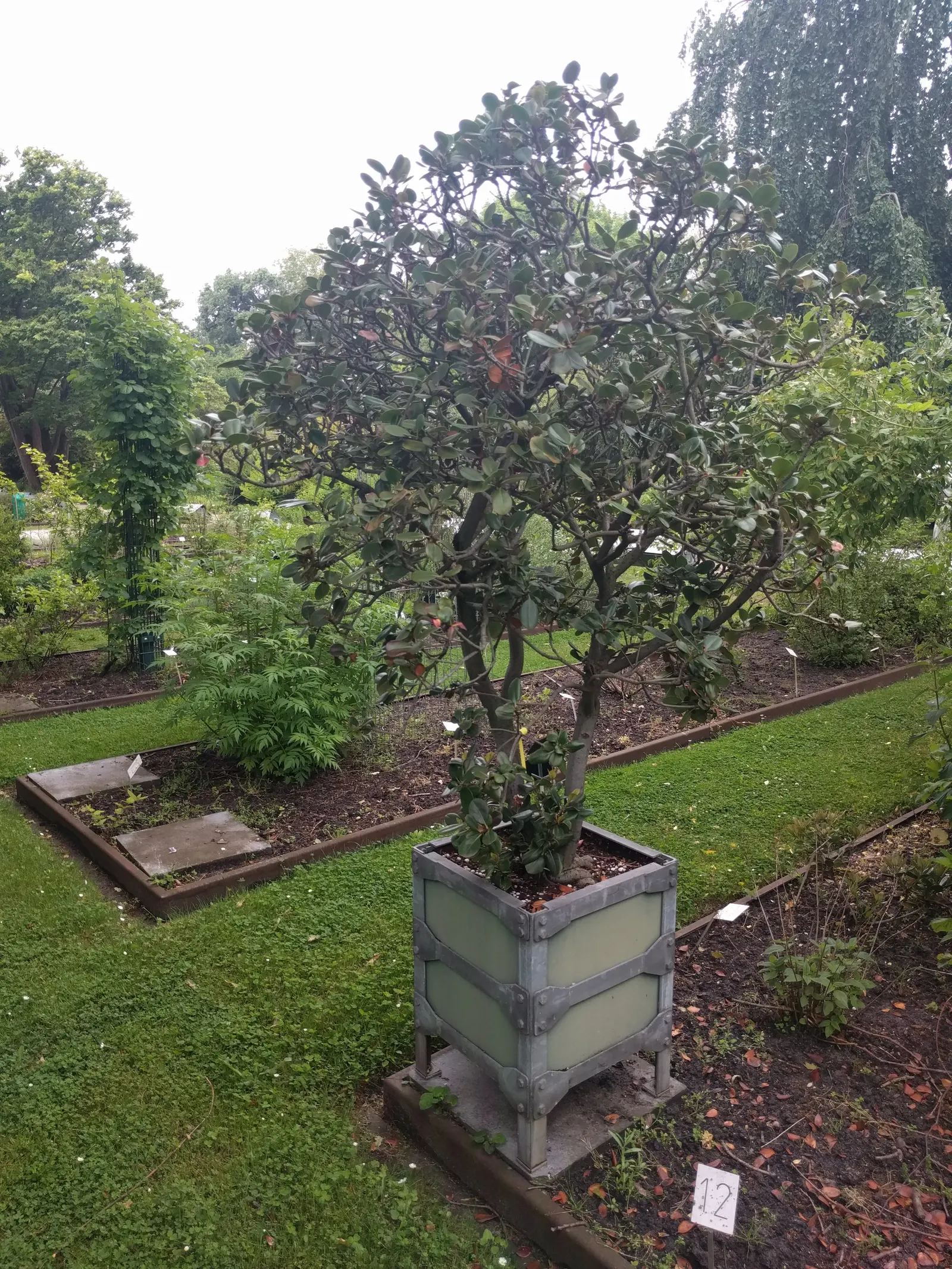 Yeddo Hawthorn (Rhaphiolepis Umbellata) — ensuring it fits seamlessly into your designed landscape; ideal for foundation plantings and hedges