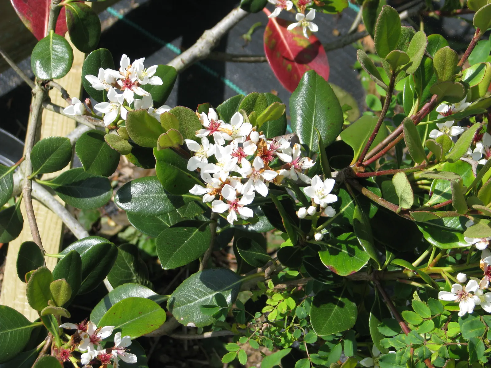 Yeddo Hawthorn (Rhaphiolepis Umbellata) — Its moderate growth rate and easy pruning requirements allow for simple shaping and size control; shrub for full or