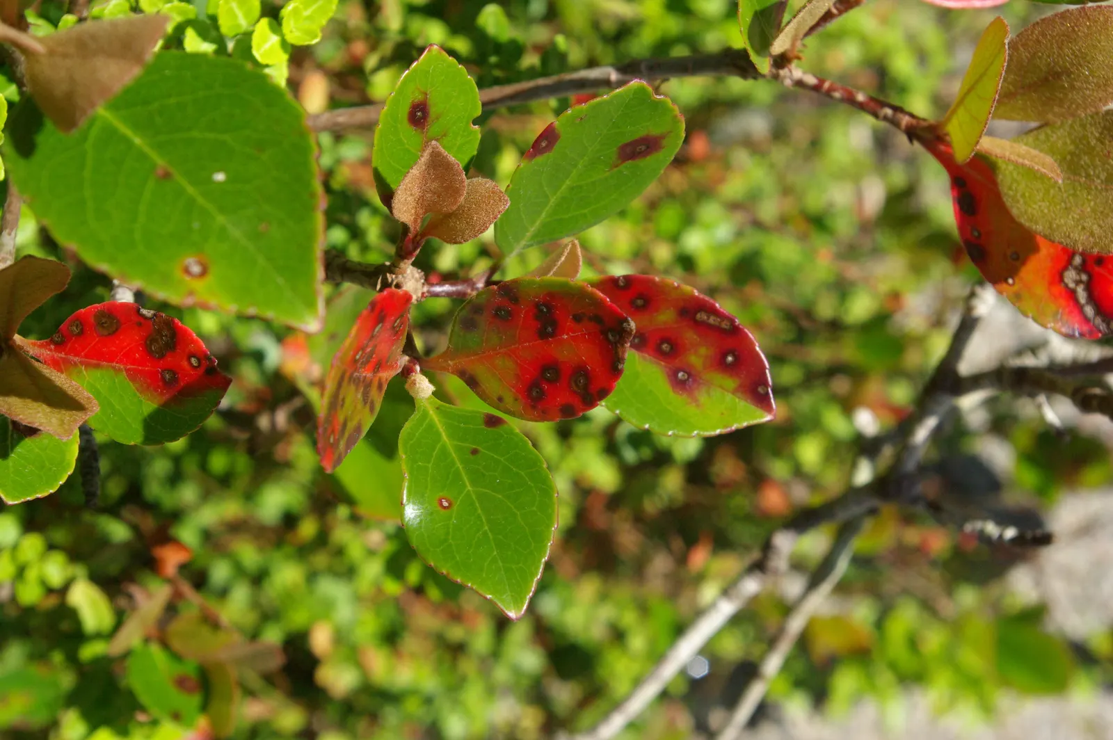 Yeddo Hawthorn (Rhaphiolepis Umbellata) — reaching up to 6 feet tall and 5 feet wide