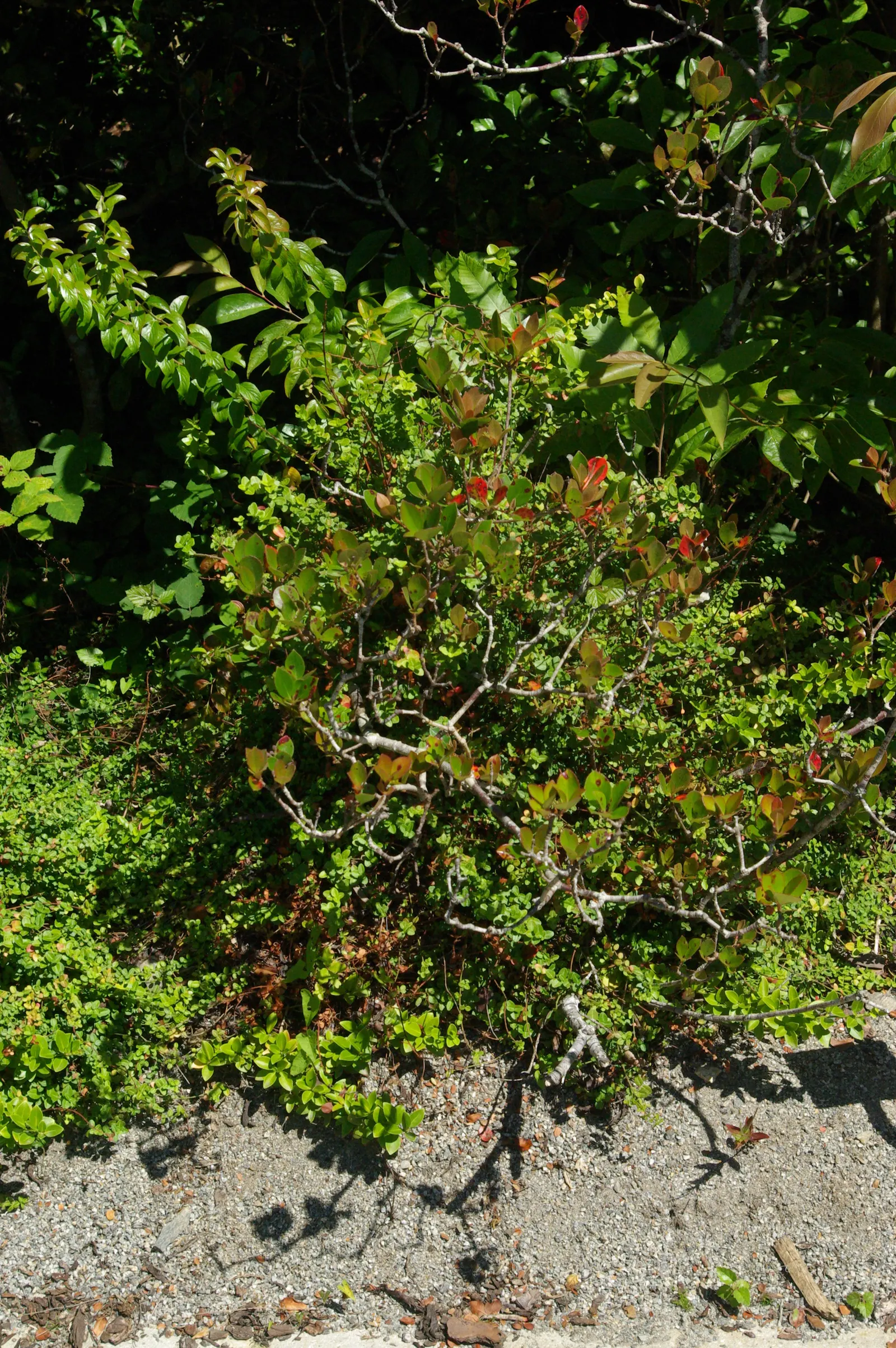 Yeddo Hawthorn (Rhaphiolepis Umbellata) — favored for landscape designs due to its hardy nature and compact growth; it provides an excellent option, image 64