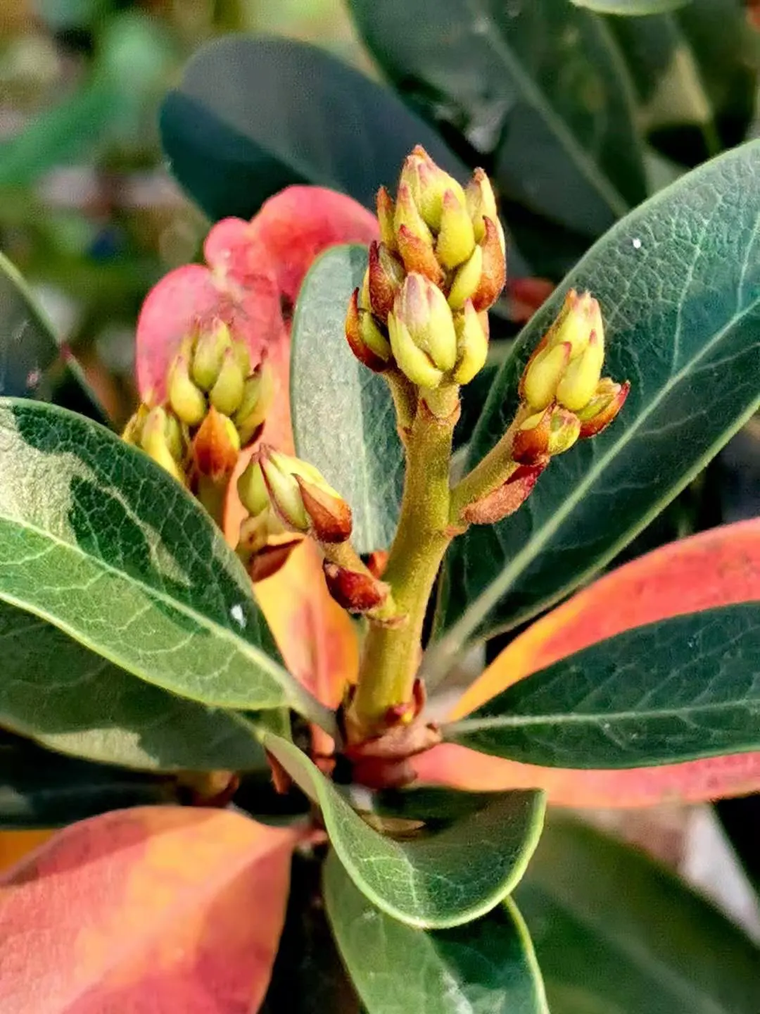 Yeddo Hawthorn (Rhaphiolepis Umbellata) — shrub for full or half