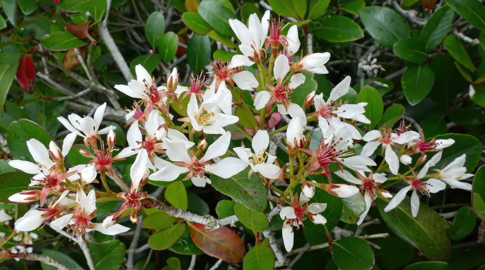 Yeddo Hawthorn (Rhaphiolepis Umbellata) — the flowers give way to dark blue to black berries that are cherished by birds; enhancing the ecological value of the