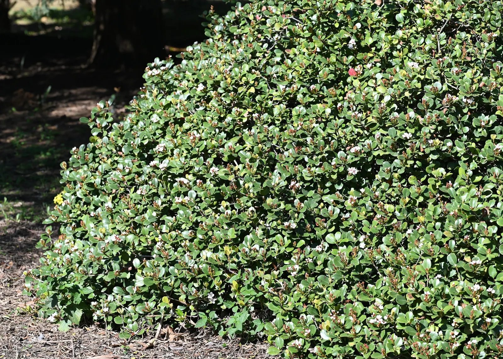 Yeddo Hawthorn (Rhaphiolepis Umbellata) — Ideal for foundation plantings and hedges; in late spring to early summer