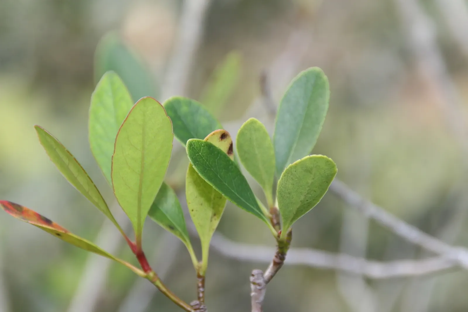 Yeddo Hawthorn (Rhaphiolepis Umbellata) — In late spring to early summer; is an elegant evergreen shrub that brings structure and beauty to any, image 77