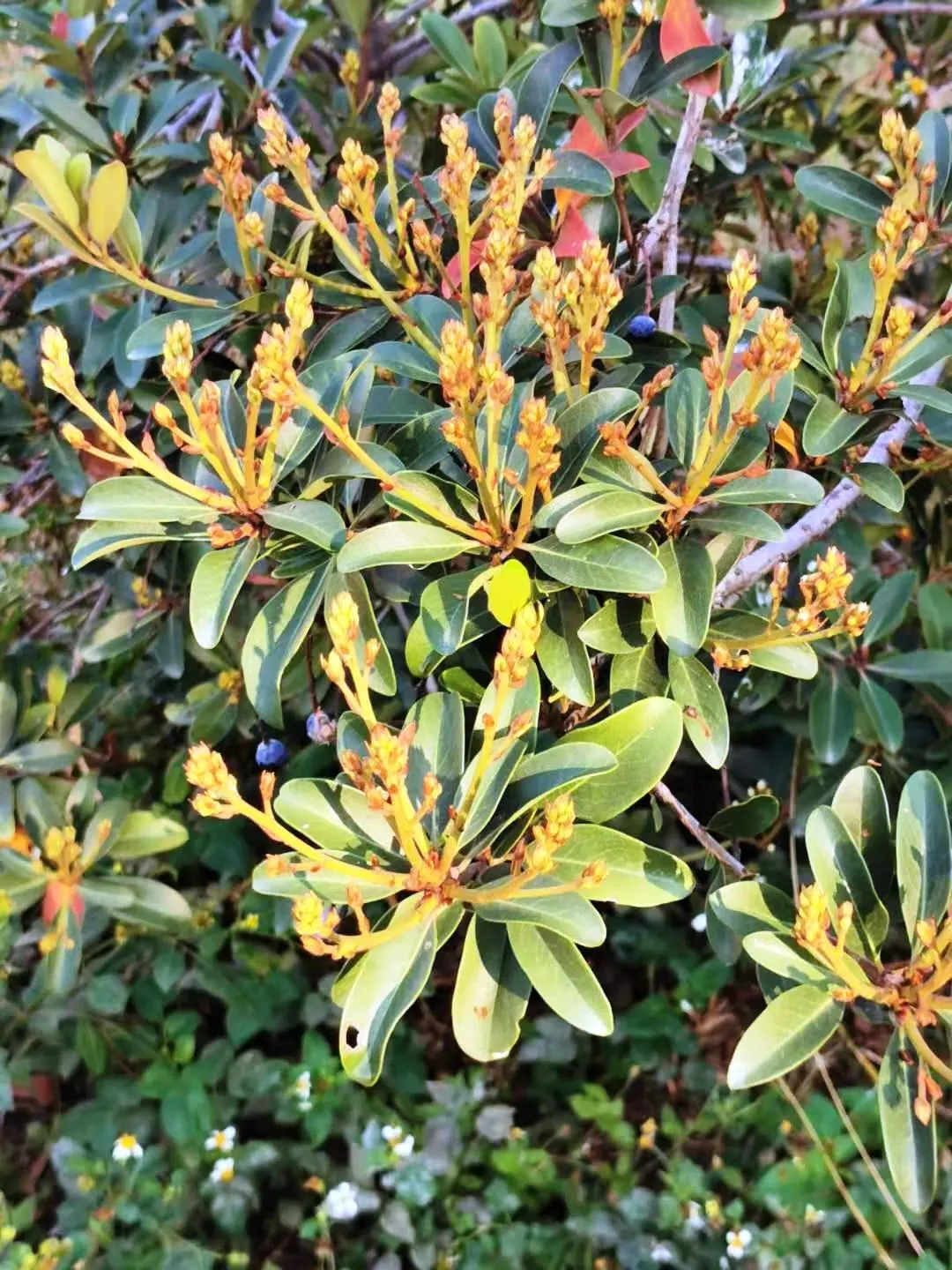 Yeddo Hawthorn (Rhaphiolepis Umbellata) — Ideal for foundation plantings and hedges