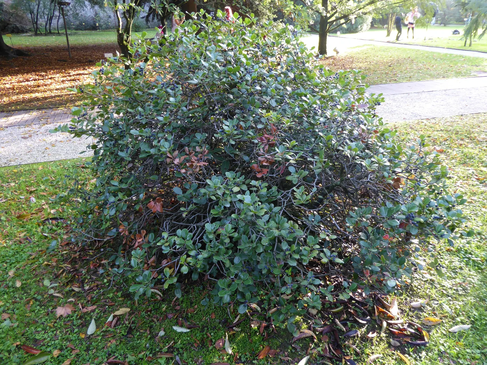 Yeddo Hawthorn (Rhaphiolepis Umbellata) — which give way to dark blueberries; it thrives in full sun to partial shade and is drought-tolerant once, image 68