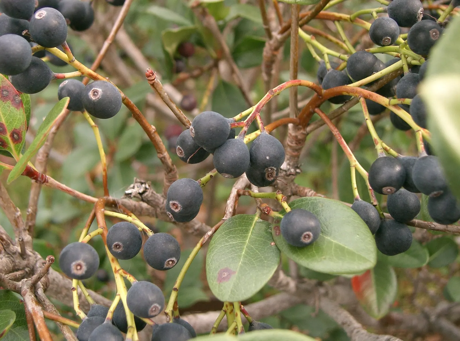 Yeddo Hawthorn (Rhaphiolepis Umbellata) — deep green leaves are oblong and can attain lengths of up to 3 inches; making it a durable and resilient, image 75