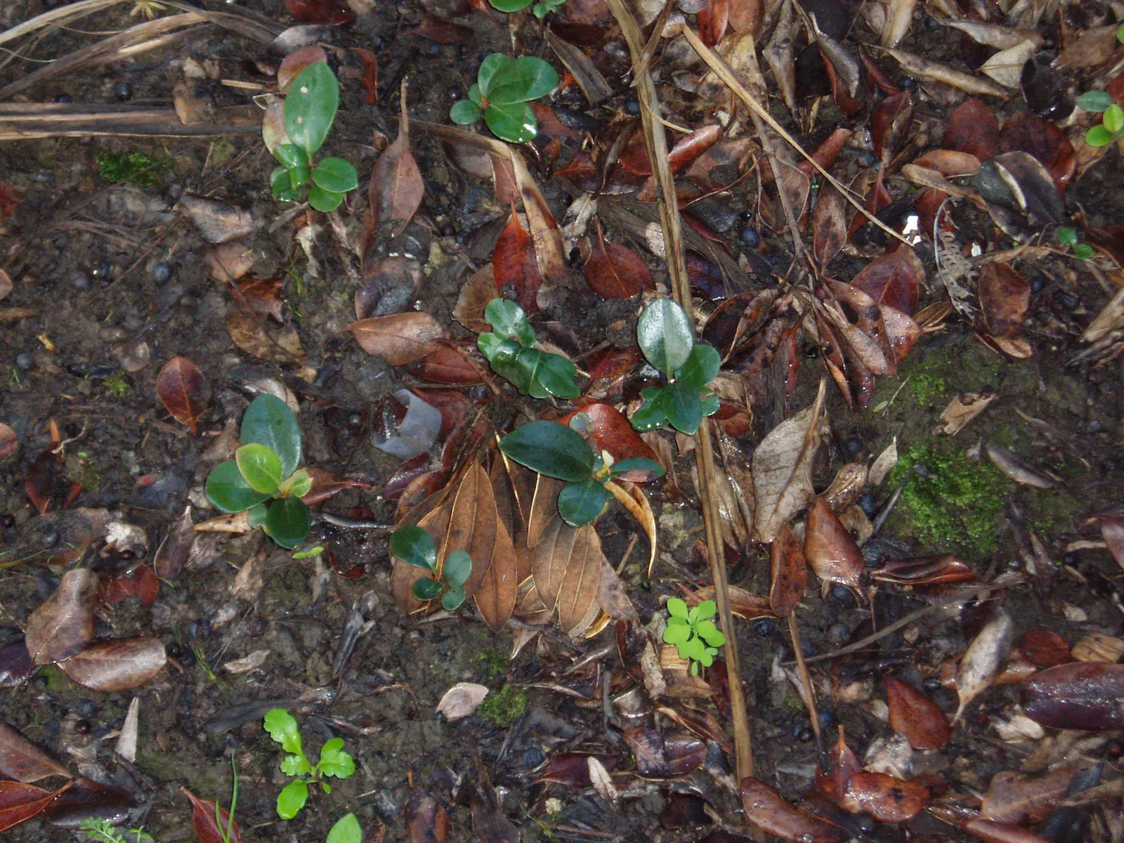 Yeddo Hawthorn (Rhaphiolepis Umbellata) — Reaching mature sizes of 4 to 6 feet in height and similar spreads; white to light pink flowers in spring