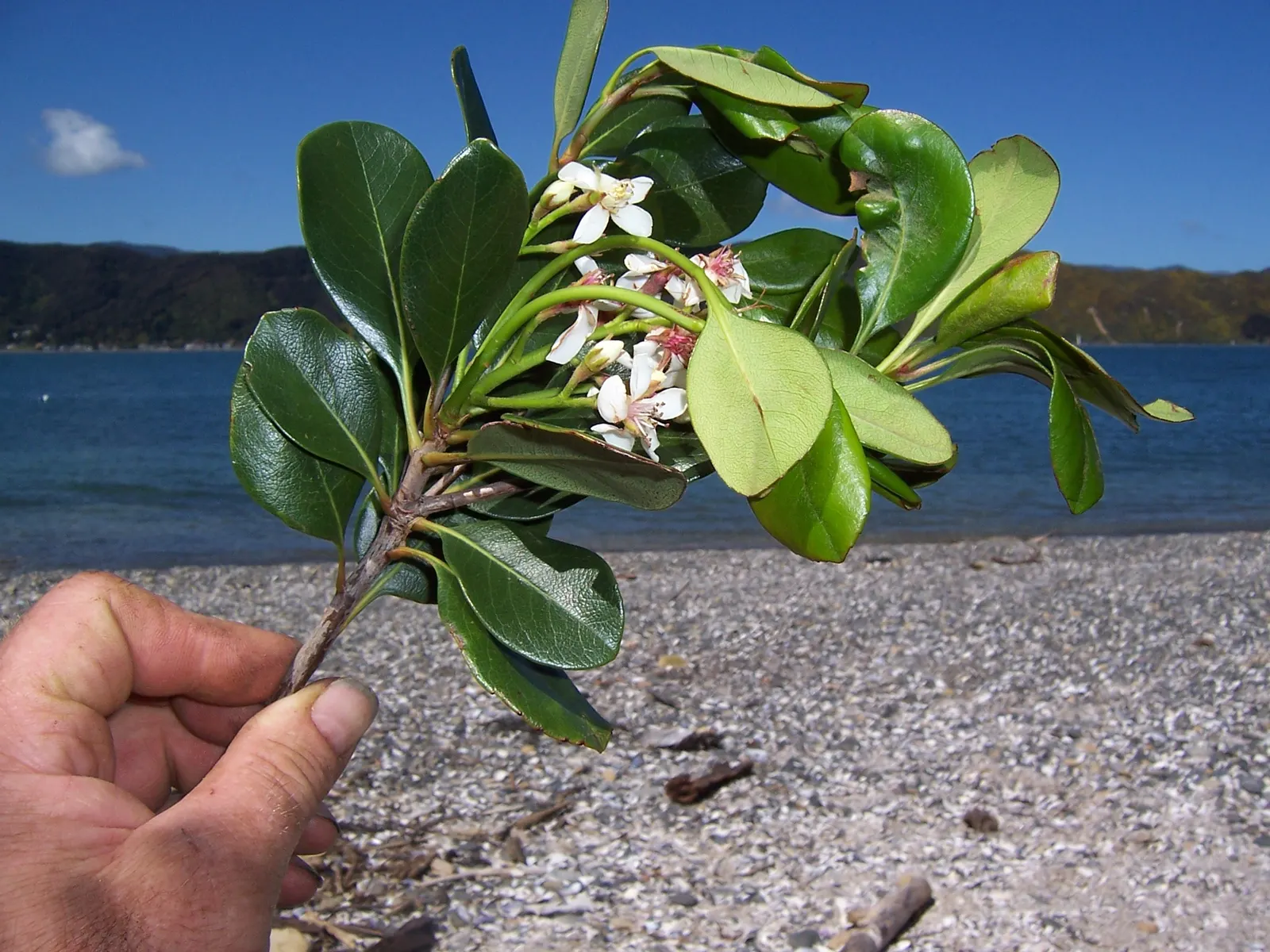 Yeddo Hawthorn (Rhaphiolepis Umbellata) — shrub with white blooms; the flowers give way to dark blue to black berries that are cherished by birds