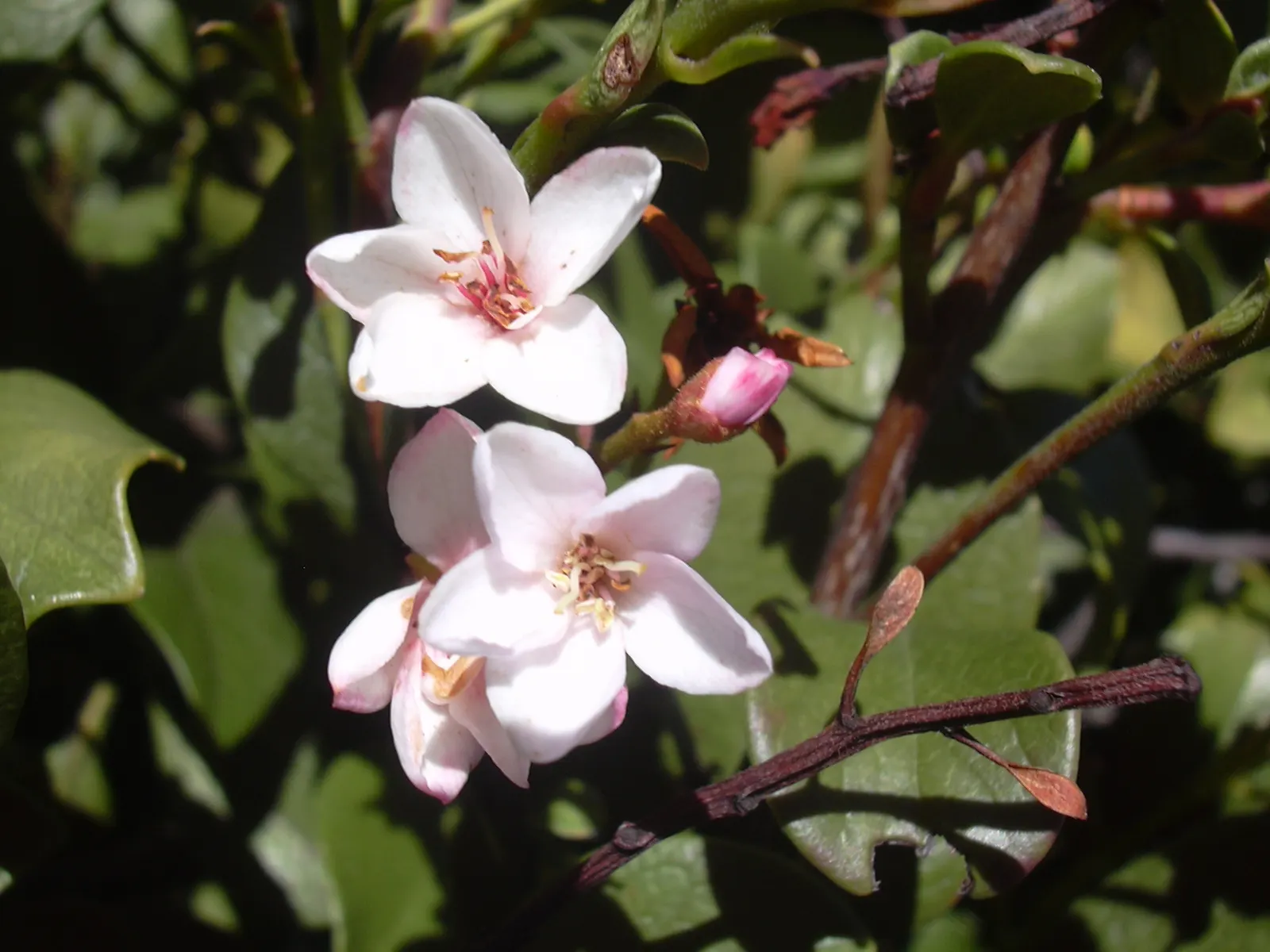 Yeddo Hawthorn (Rhaphiolepis Umbellata) — Yeddo Hawthorn (Rhaphiolepis umbellata) is an evergreen shrub
