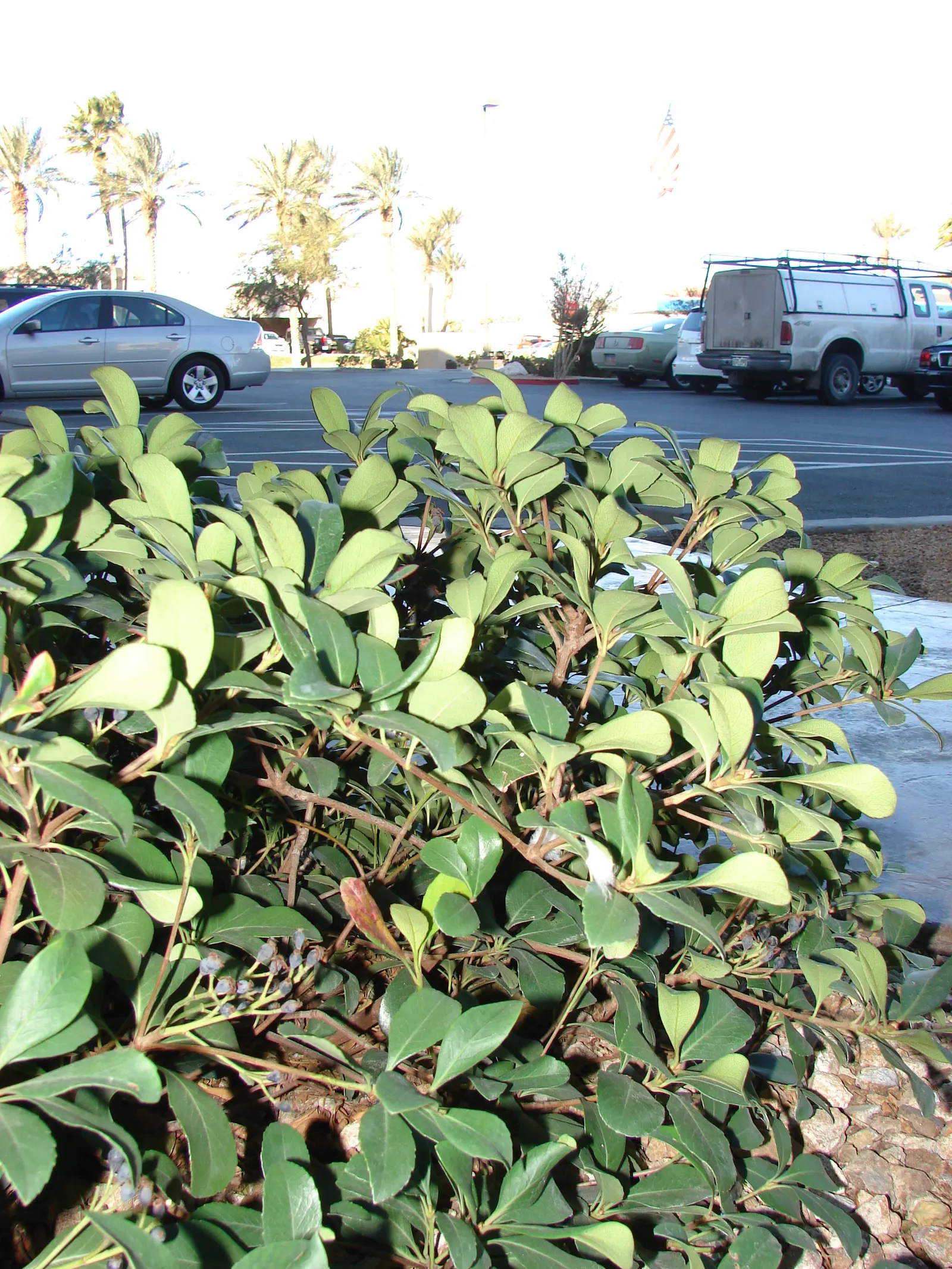 Yeddo Hawthorn (Rhaphiolepis Umbellata) — shrub for full or half; ensuring it fits seamlessly into your designed landscape