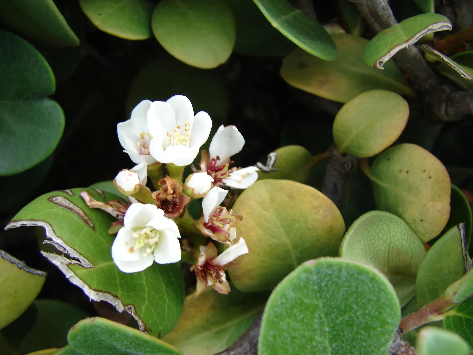 Yeddo Hawthorn (Rhaphiolepis Umbellata) — each about 1 to 2 inches in diameter; while it tolerates drought once established, image 79