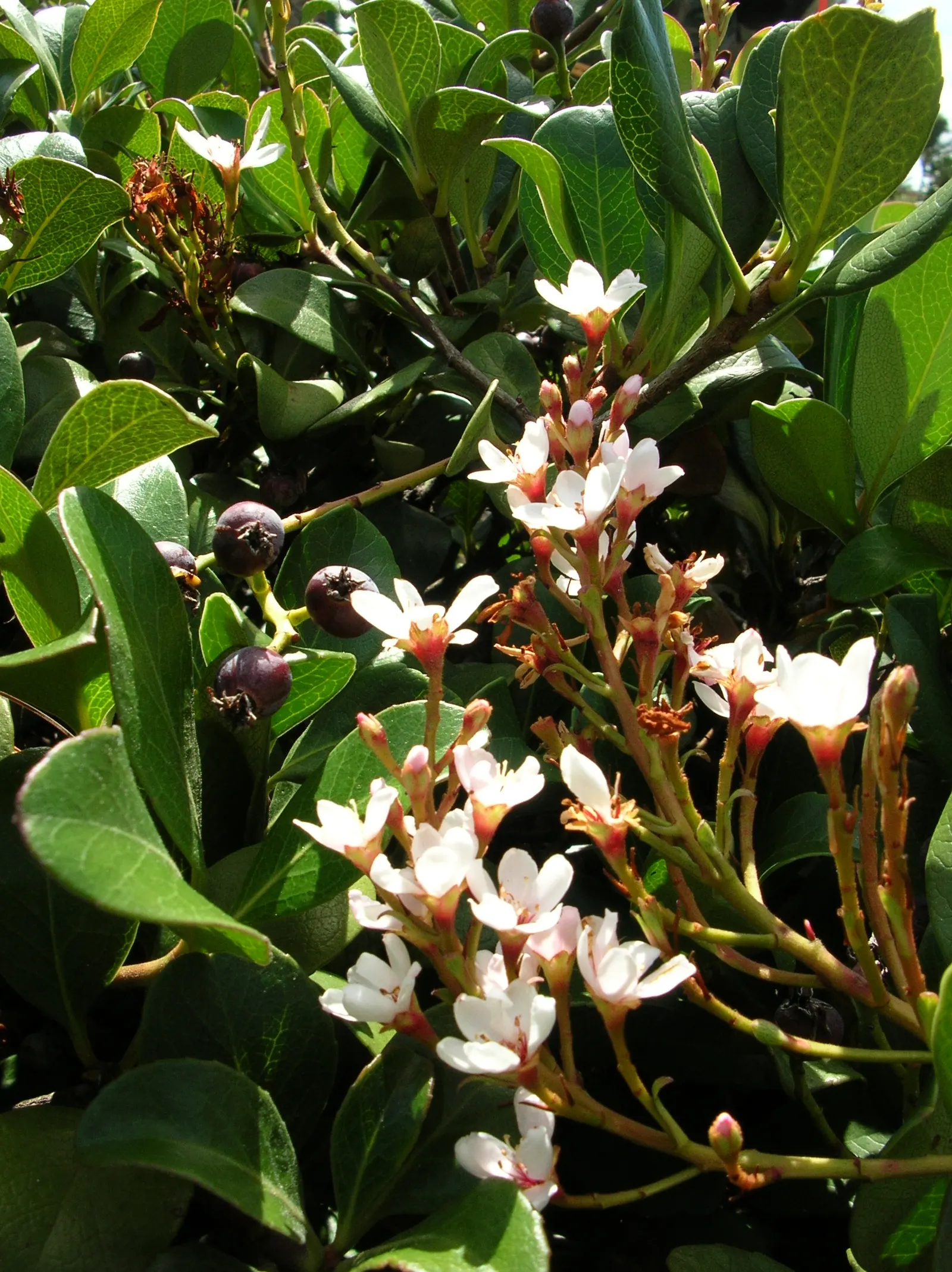 Yeddo Hawthorn (Rhaphiolepis Umbellata) — it provides an excellent option for low hedges or as an individual specimen in a garden; this shrub thrives in USDA