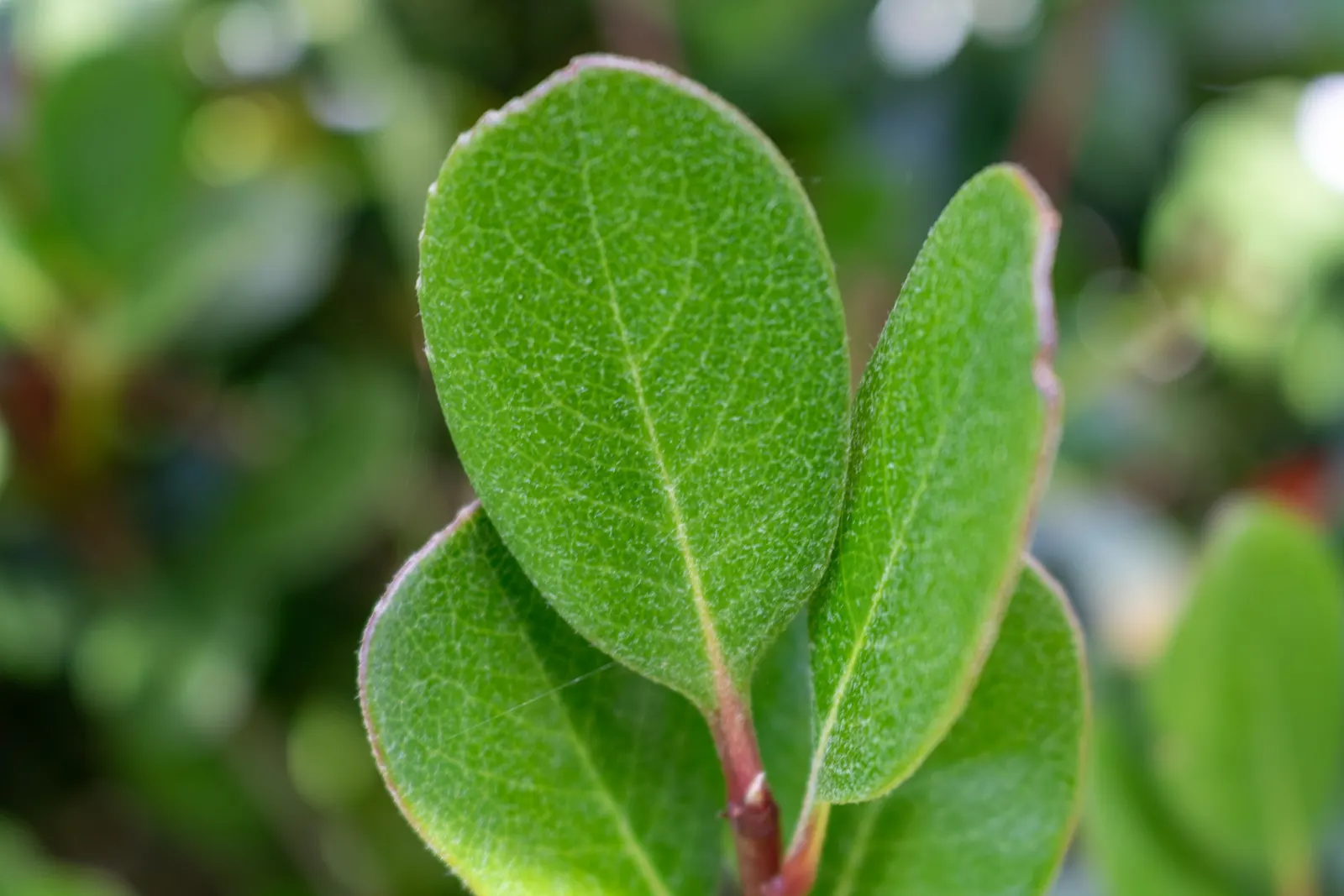 Yeddo Hawthorn (Rhaphiolepis Umbellata) — making it a durable and resilient choice for your garden; consistent watering during the first growing season is