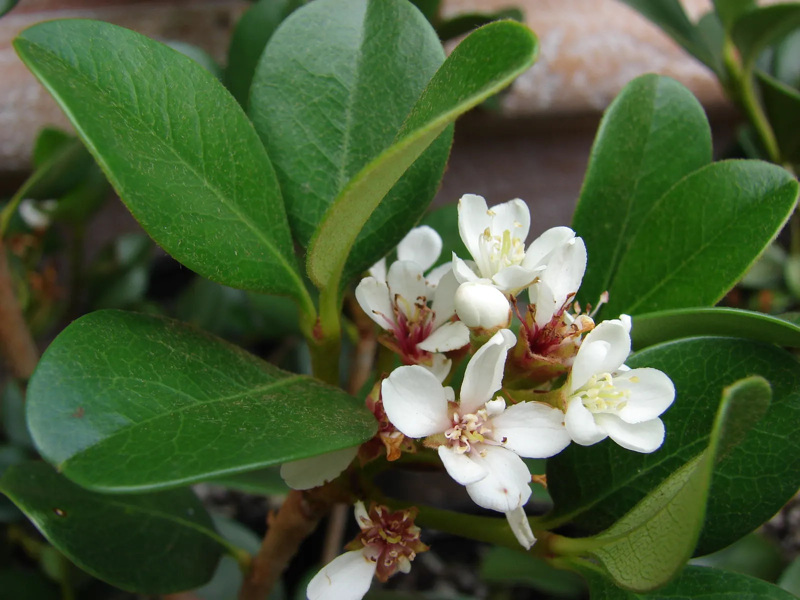 Yeddo Hawthorn (Rhaphiolepis Umbellata) — it thrives in full sun to partial shade and is drought-tolerant once established; the plant is relatively low