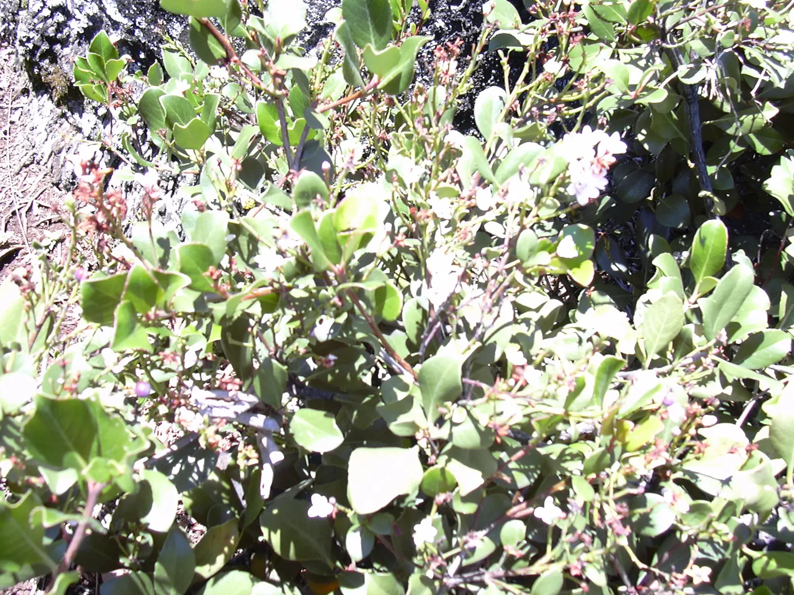 Yeddo Hawthorn (Rhaphiolepis Umbellata) — making it a durable and resilient choice for your garden; consistent watering during the first growing, image 88
