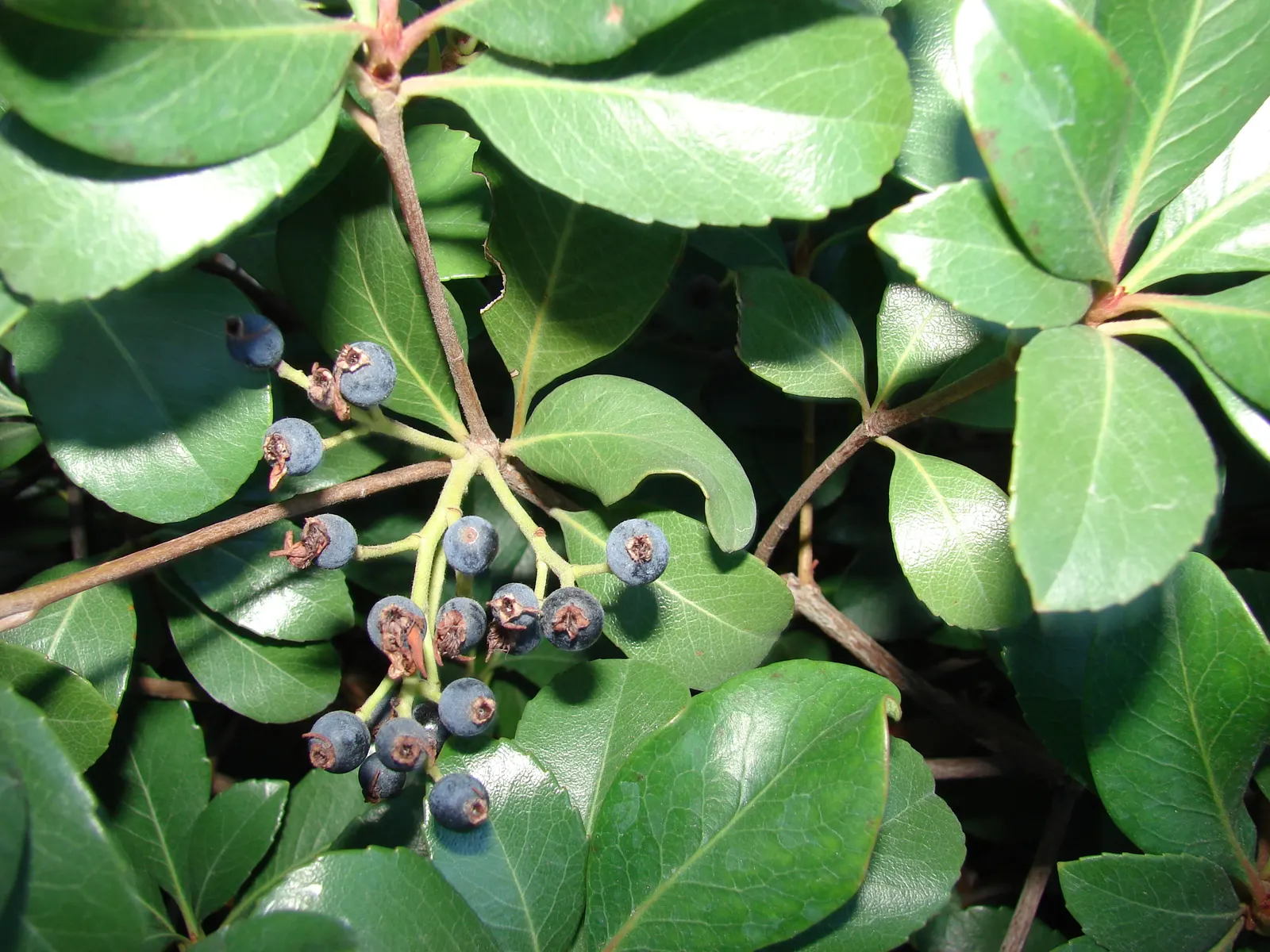 Yeddo Hawthorn (Rhaphiolepis Umbellata) — offering year-round visual interest; favored for landscape designs due to its hardy nature and compact, image 76
