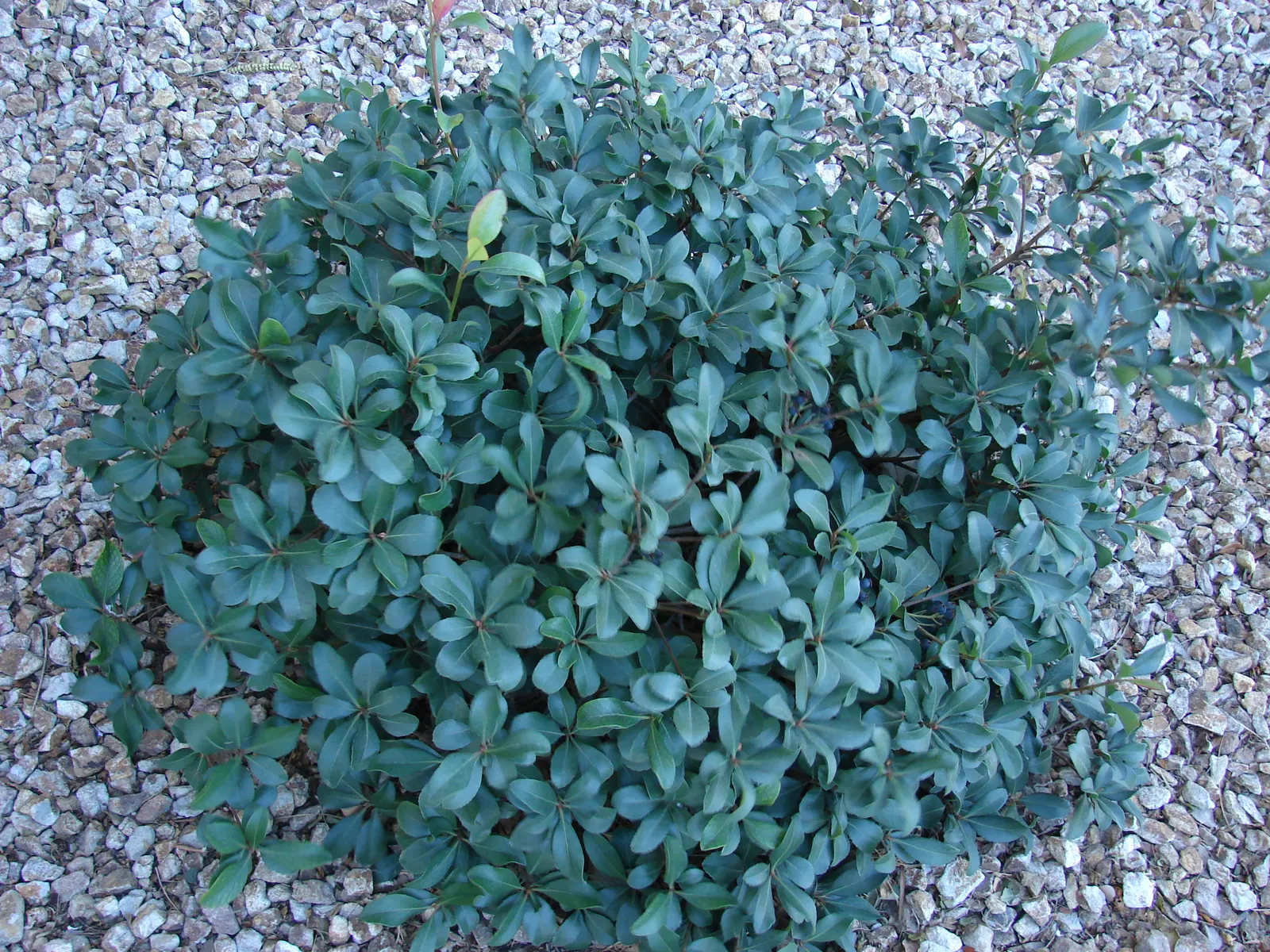 Yeddo Hawthorn (Rhaphiolepis Umbellata) — reaching up to 6 feet tall and 5 feet wide; clustered in showy umbels, image 65