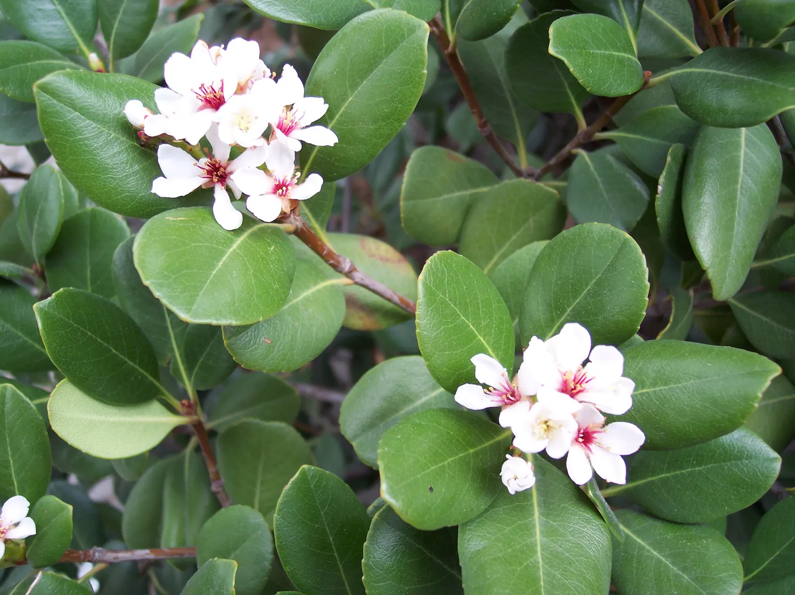 Yeddo Hawthorn (Rhaphiolepis Umbellata) — While it tolerates drought once established; reaching up to 6 feet tall and 5 feet wide, image 85