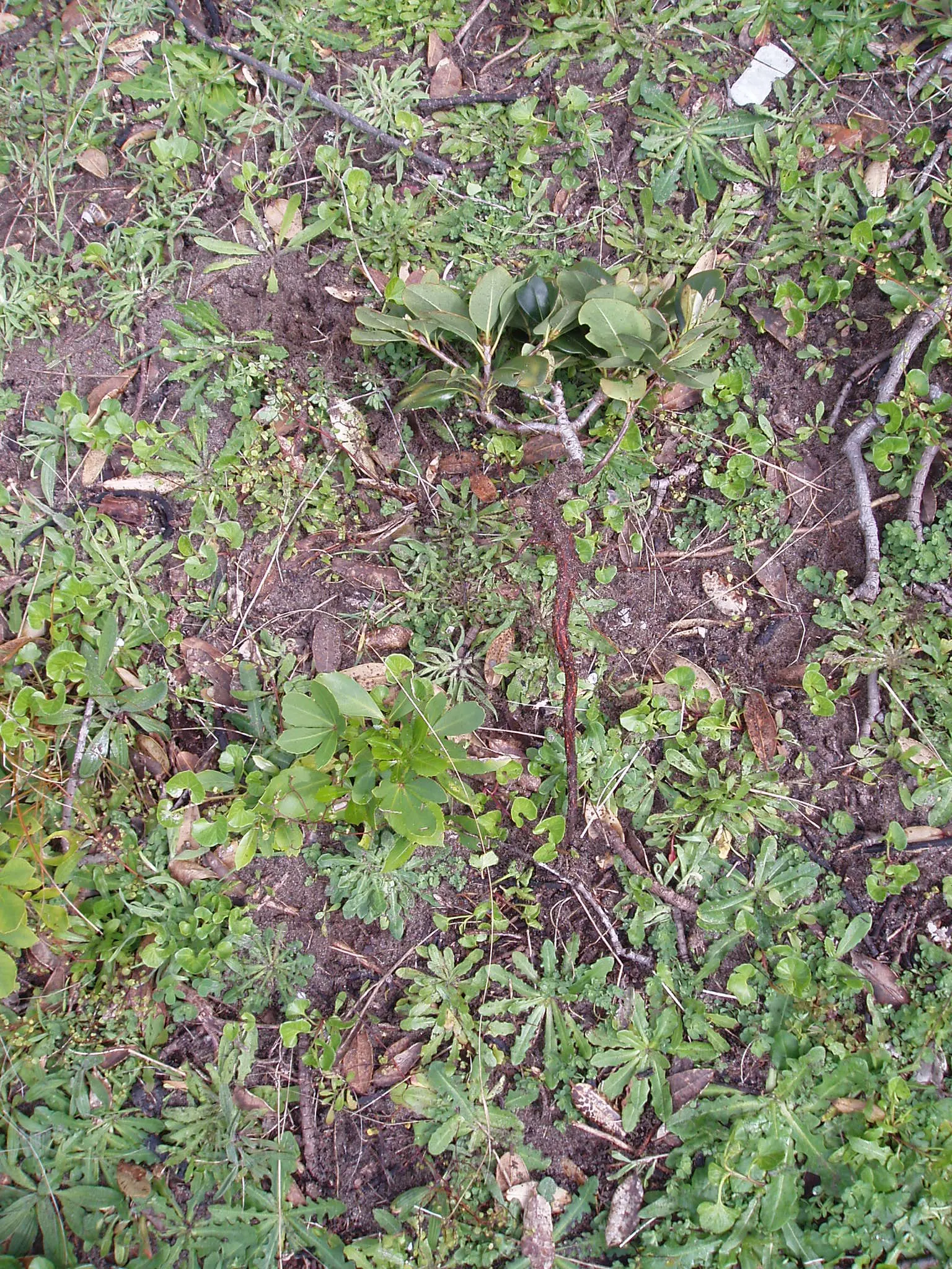 Yeddo Hawthorn (Rhaphiolepis Umbellata) — dark green foliage and clusters of fragrant; <br><br>The Yeddo Hawthorn is resistant to most pests and, image 66