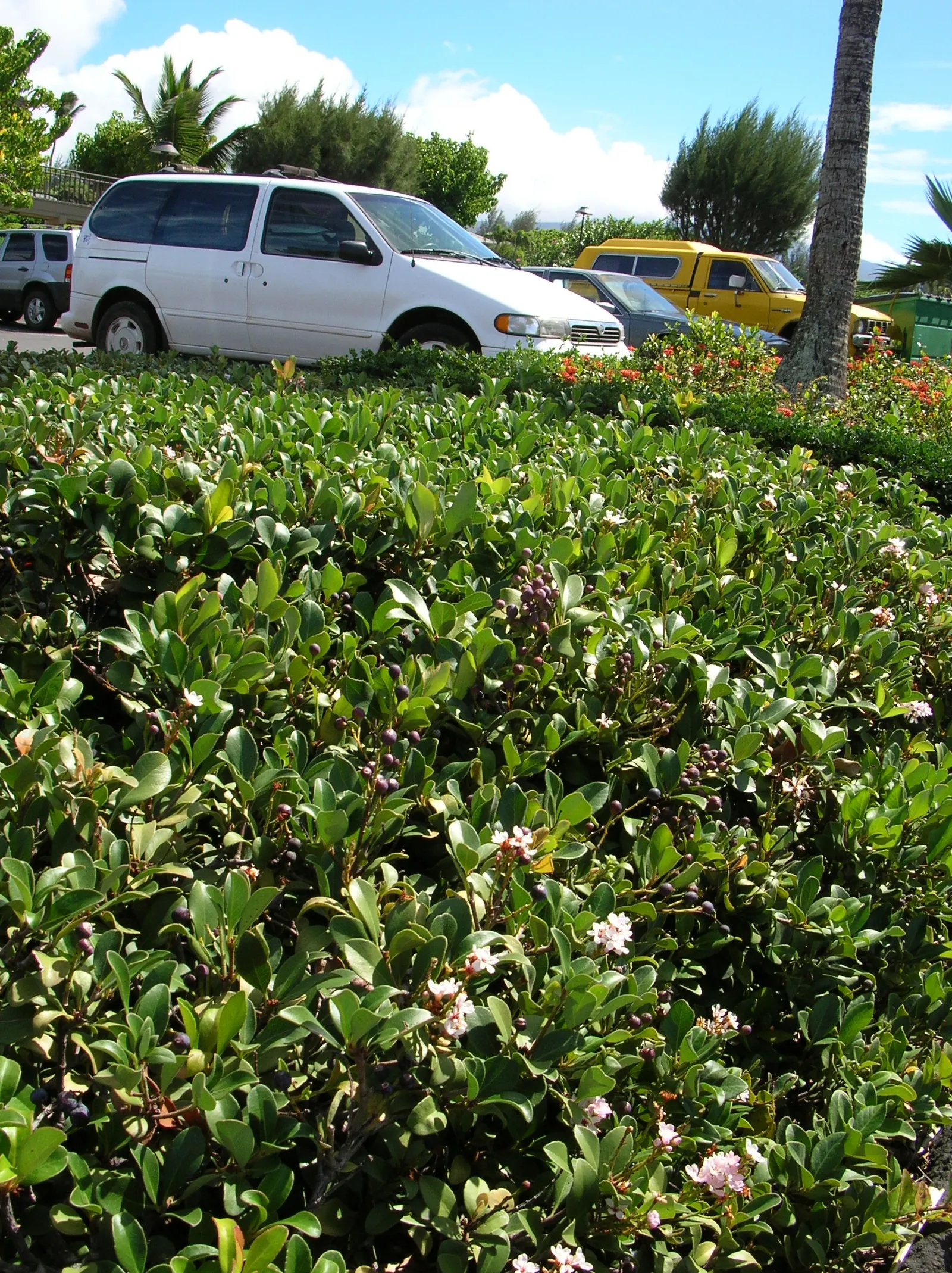 Yeddo Hawthorn (Rhaphiolepis Umbellata) — The plant is relatively low maintenance, requiring well-drained soil and full to partial sun exposure