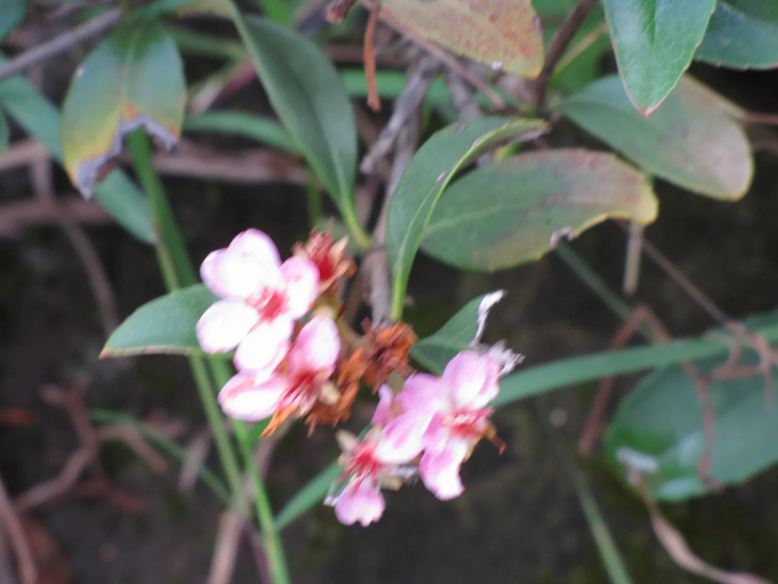 Yeddo Hawthorn (Rhaphiolepis Umbellata) — These attract butterflies and beneficial pollinators; which give way to dark blueberries