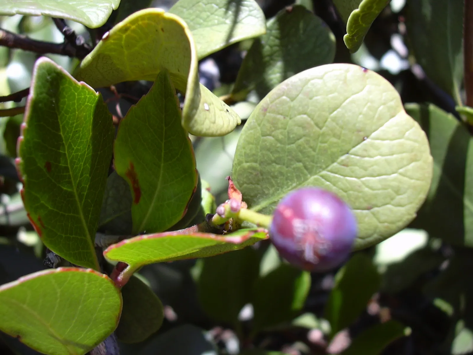 Yeddo Hawthorn (Rhaphiolepis Umbellata) — ensuring it fits seamlessly into your designed landscape