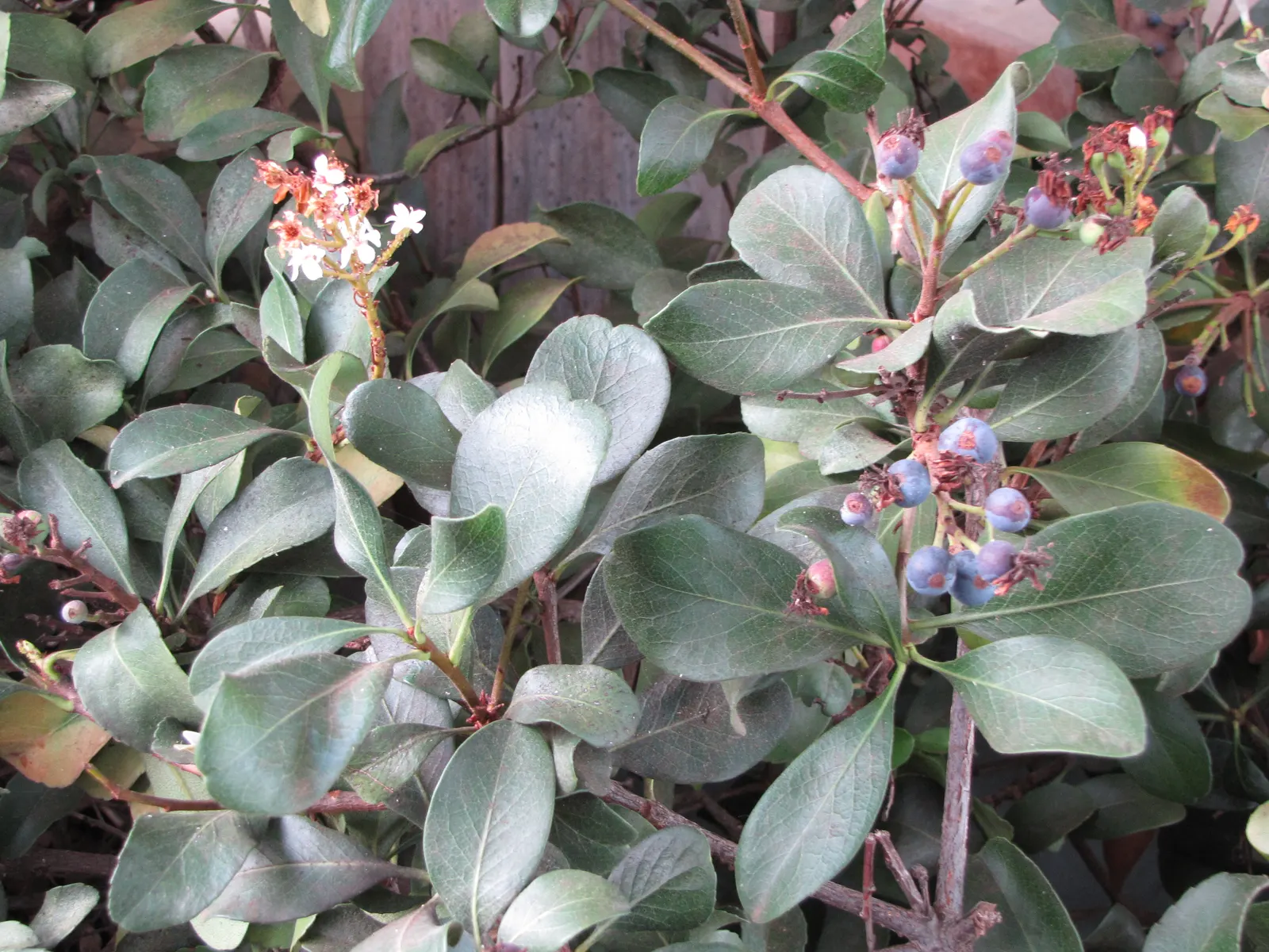 Yeddo Hawthorn (Rhaphiolepis Umbellata) — is an elegant evergreen shrub that brings structure and beauty to any landscape; white flowers in the garden