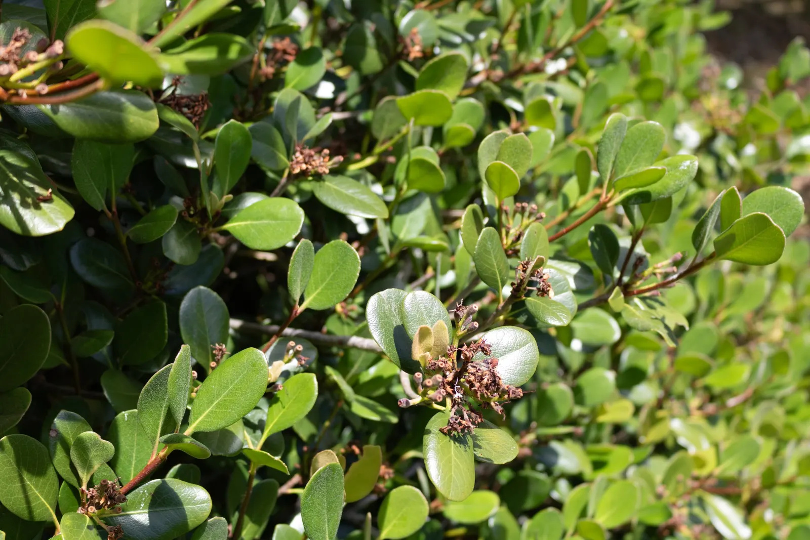 Yeddo Hawthorn (Rhaphiolepis Umbellata) — clustered in showy umbels; shrub with white blooms