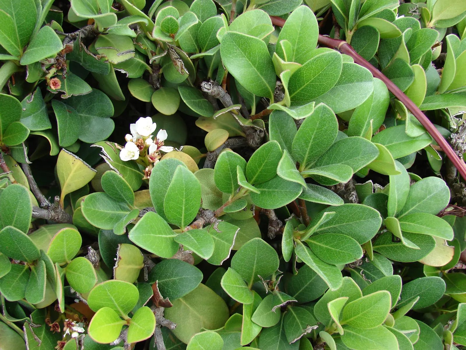 Yeddo Hawthorn (Rhaphiolepis Umbellata) — is an elegant evergreen shrub that brings structure and beauty to any landscape; white flowers in the, image 71