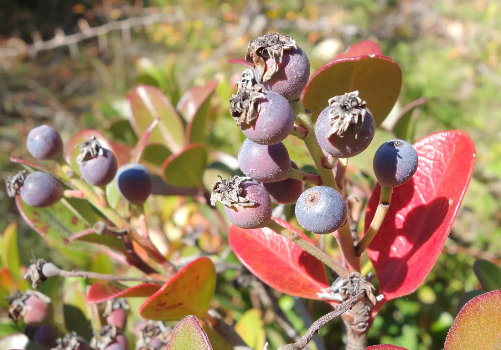 Yeddo Hawthorn (Rhaphiolepis Umbellata) — favored for landscape designs due to its hardy nature and compact growth