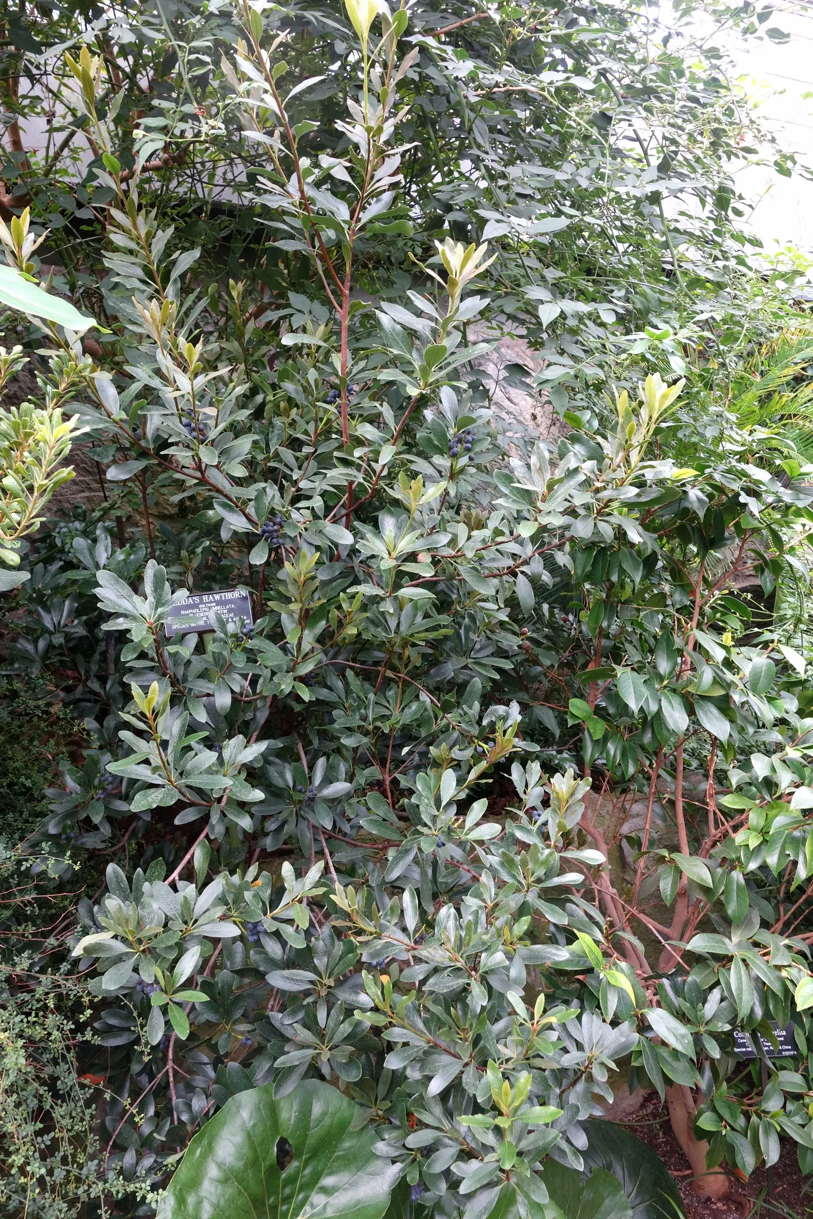 Yeddo Hawthorn (Rhaphiolepis Umbellata) — Reaching mature sizes of 4 to 6 feet in height and similar spreads