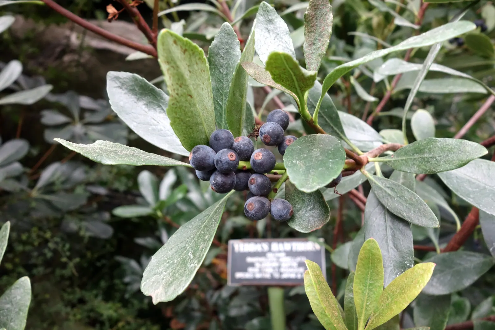 Yeddo Hawthorn (Rhaphiolepis Umbellata) — While it tolerates drought once established; reaching up to 6 feet tall and 5 feet wide