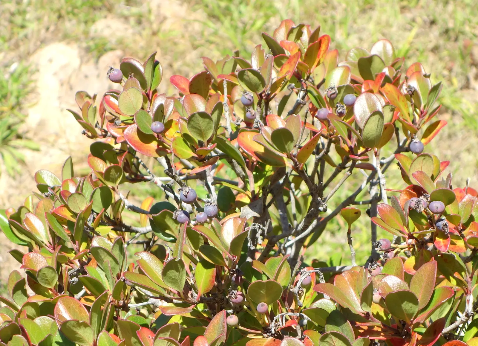Yeddo Hawthorn (Rhaphiolepis Umbellata) — <br><br>The Yeddo Hawthorn is resistant to most pests and diseases