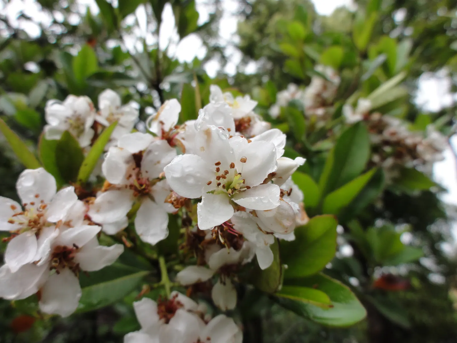 Yeddo Hawthorn (Rhaphiolepis Umbellata) — making it a durable and resilient choice for your garden