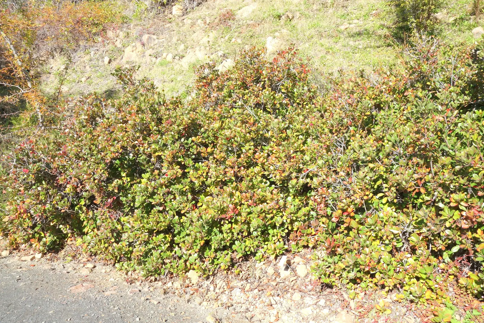 Yeddo Hawthorn (Rhaphiolepis Umbellata) — clustered in showy umbels