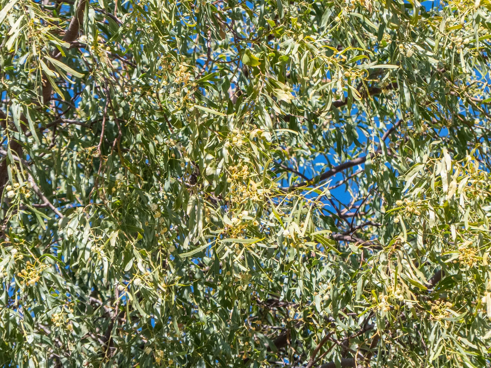 Weeping Acacia (Acacia Pendula) — Weeping Acacia (Acacia pendula), a drought-tolerant Australian native, showcases a graceful, weeping habit; preferring full