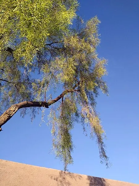 Weeping Acacia (Acacia Pendula) — rendering it excellent for use as an accent specimen or in small groupings for visual interest