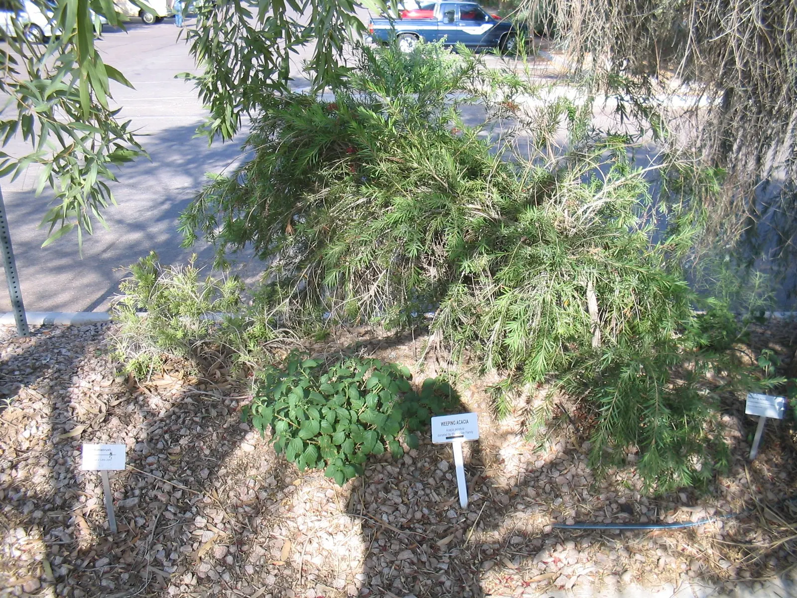 Weeping Acacia (Acacia Pendula) — offering a unique silhouette with its characteristic pendulous foliage; it adds a delicate texture and elegance to xeriscapes