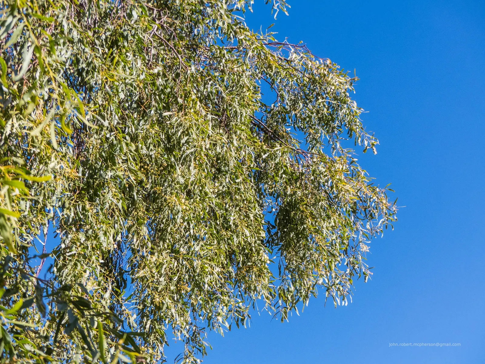 Weeping Acacia (Acacia Pendula) — it adds a delicate texture and elegance to xeriscapes while providing minimal shade; offering a unique silhouette with its