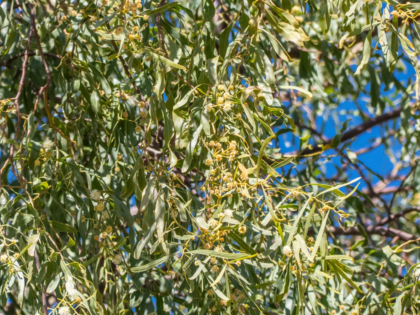 Weeping Acacia (Acacia Pendula) — yellow flowers in the garden