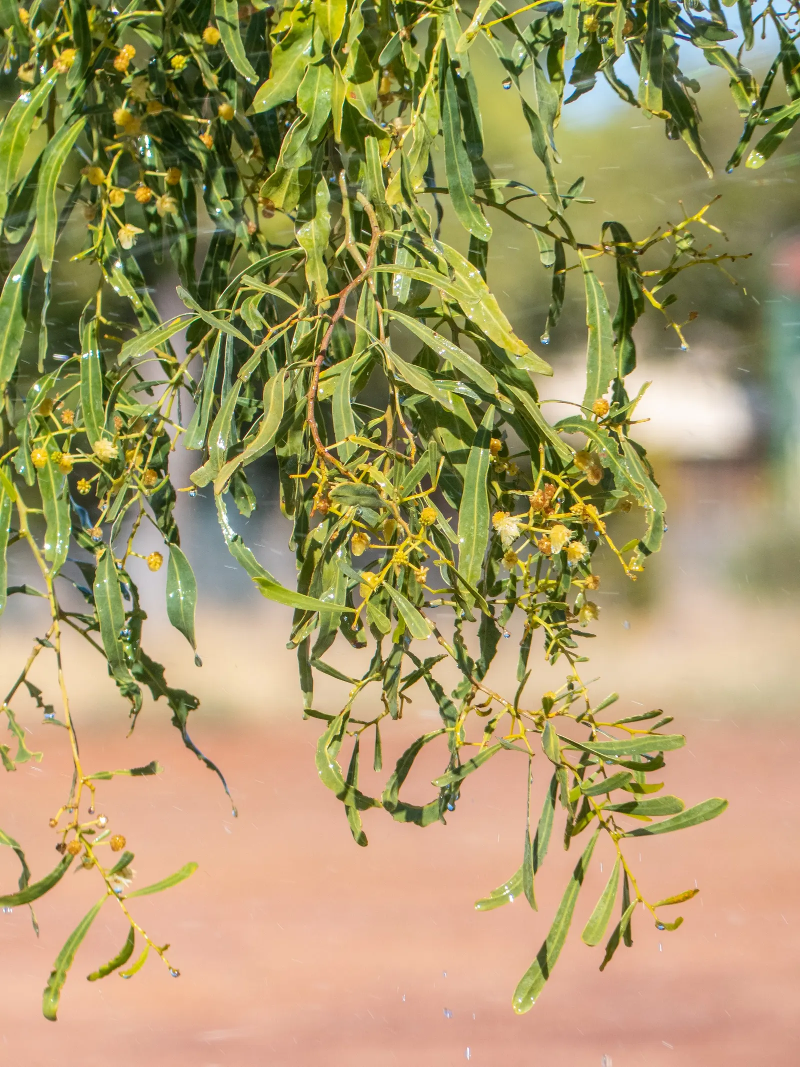 Weeping Acacia (Acacia Pendula) — The tree is also tolerant of poor soils