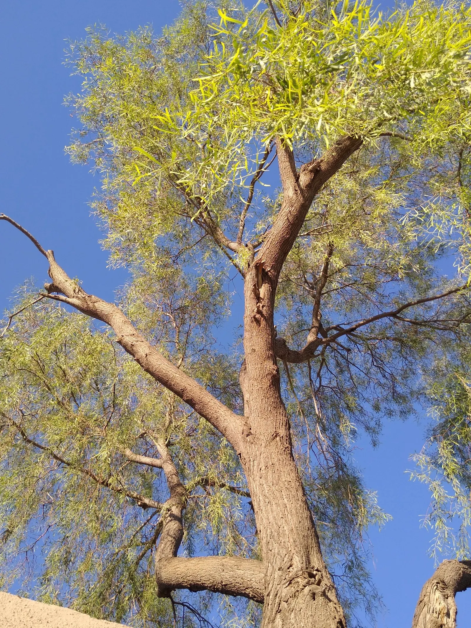 Weeping Acacia (Acacia Pendula) — draped gracefully from weeping branches