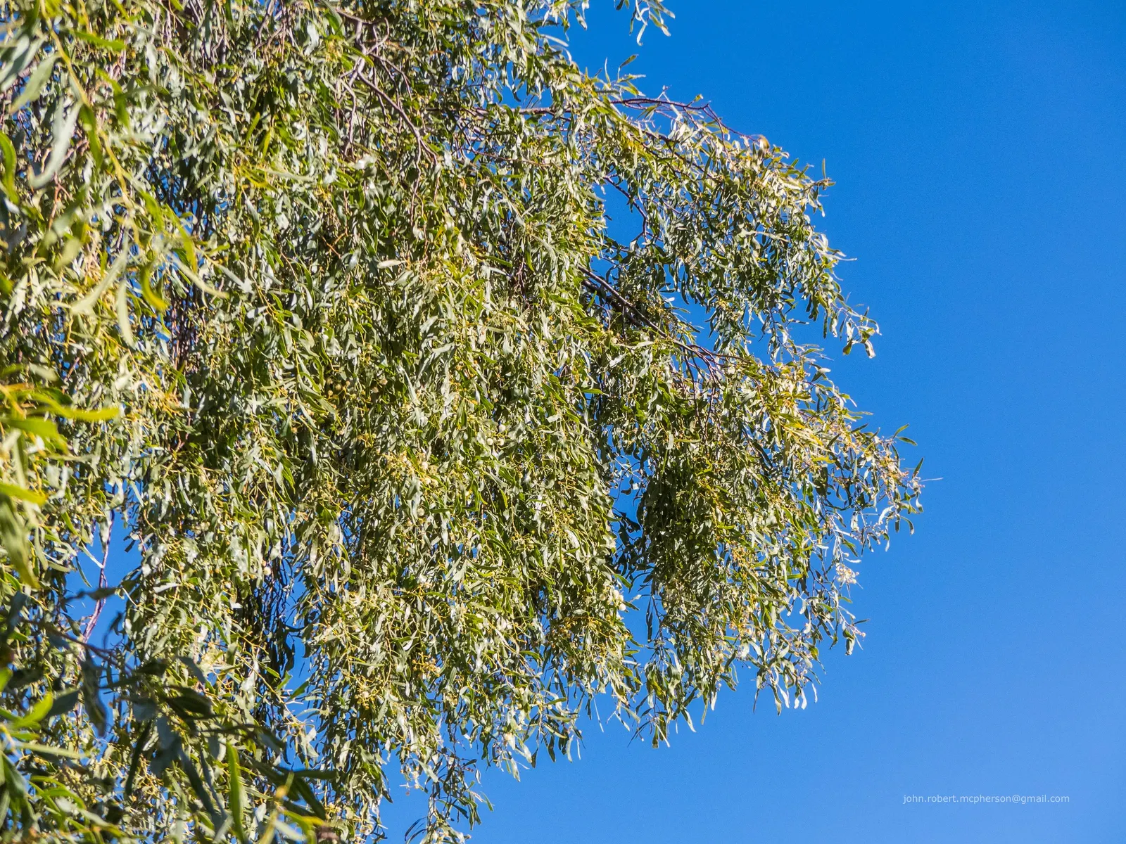 Weeping Acacia (Acacia Pendula) — Weeping Acacia (Acacia pendula), a drought-tolerant Australian native, showcases a graceful, weeping habit