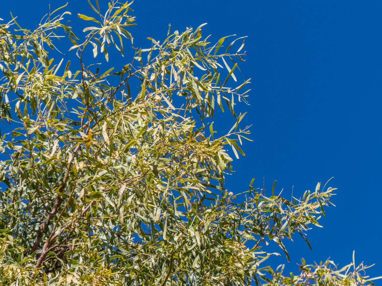 Weeping Acacia (Acacia Pendula) — the Weeping Acacia prefers full sun and well-drained soils