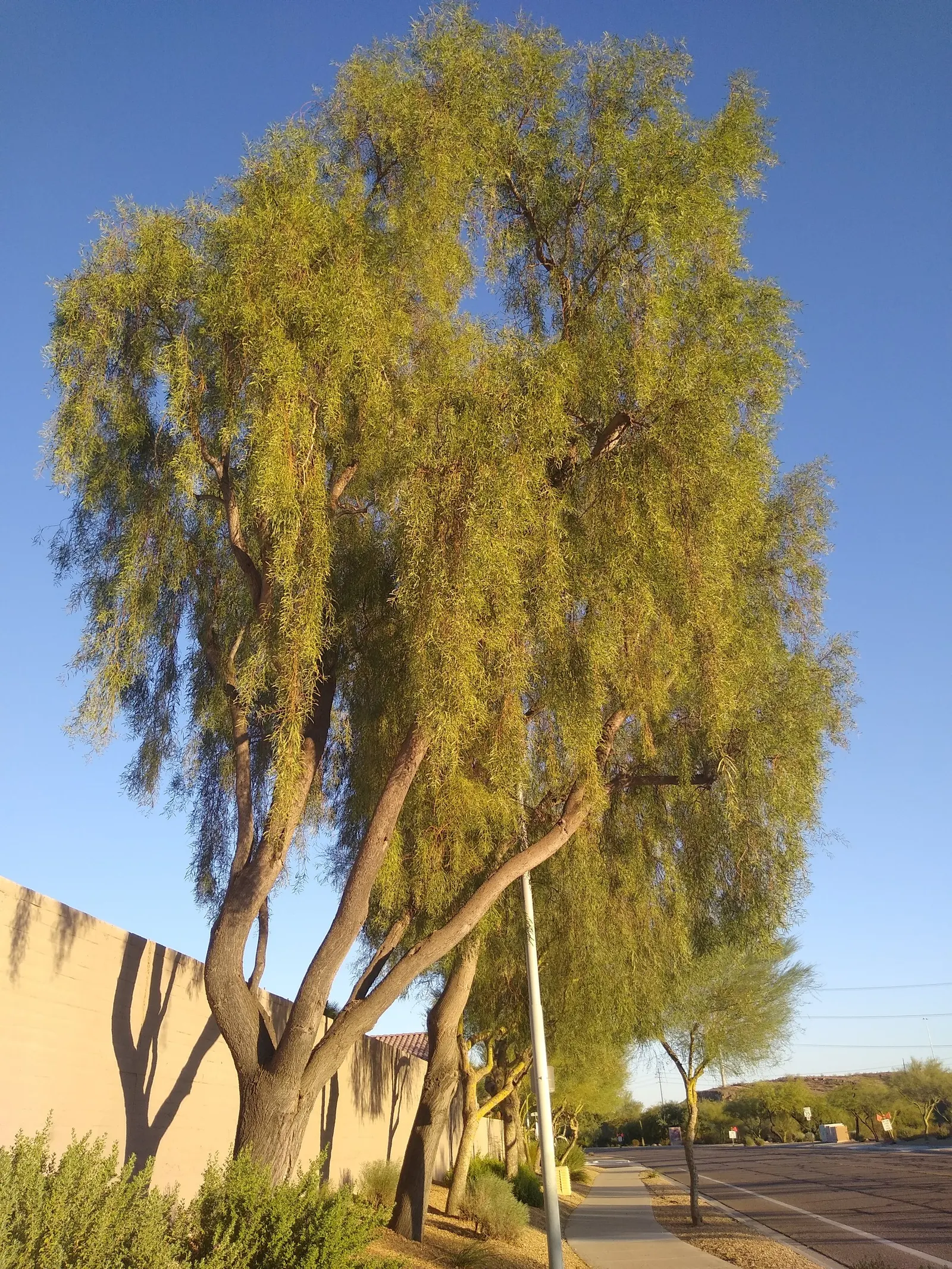 Weeping Acacia (Acacia Pendula) — making it a wise choice for xeriscaping or water-conserving landscapes