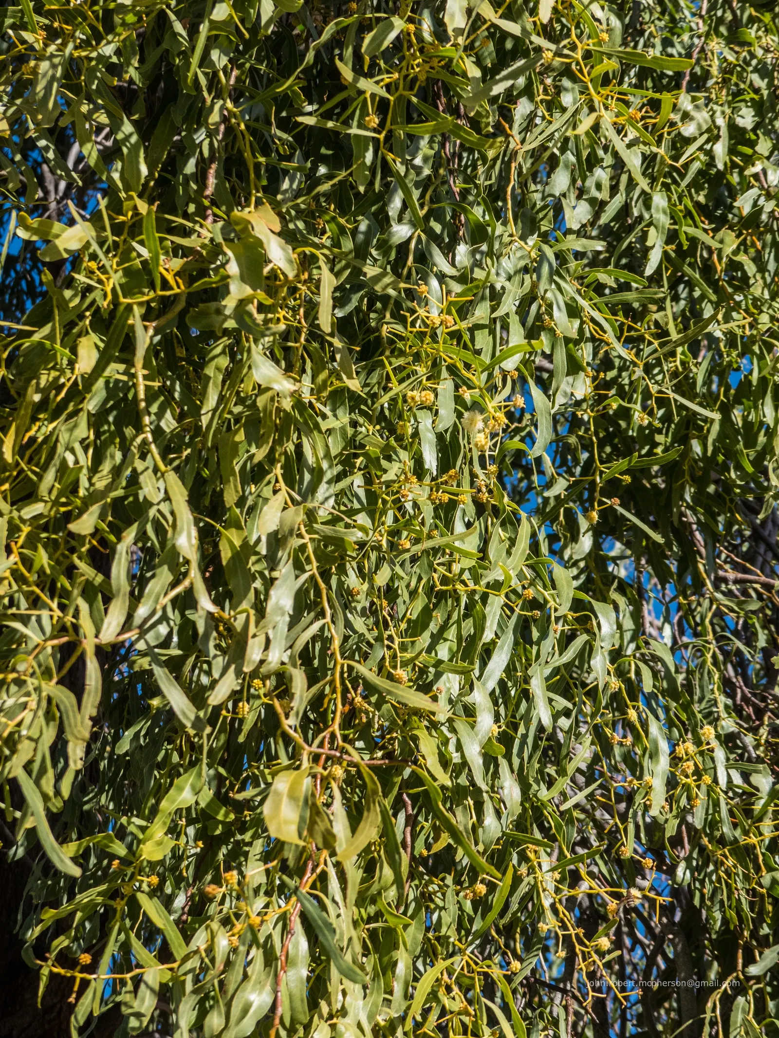 Weeping Acacia (Acacia Pendula) — The Weeping Acacia (Acacia pendula) is a captivating and elegant addition to any landscape design; yellow flowers in the