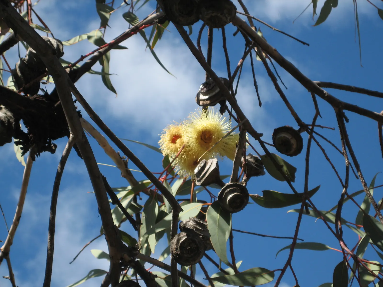 Weeping Acacia (Acacia Pendula) — typically visible in the late winter or early spring.<br><br>In terms of care; rendering it excellent for use as an accent