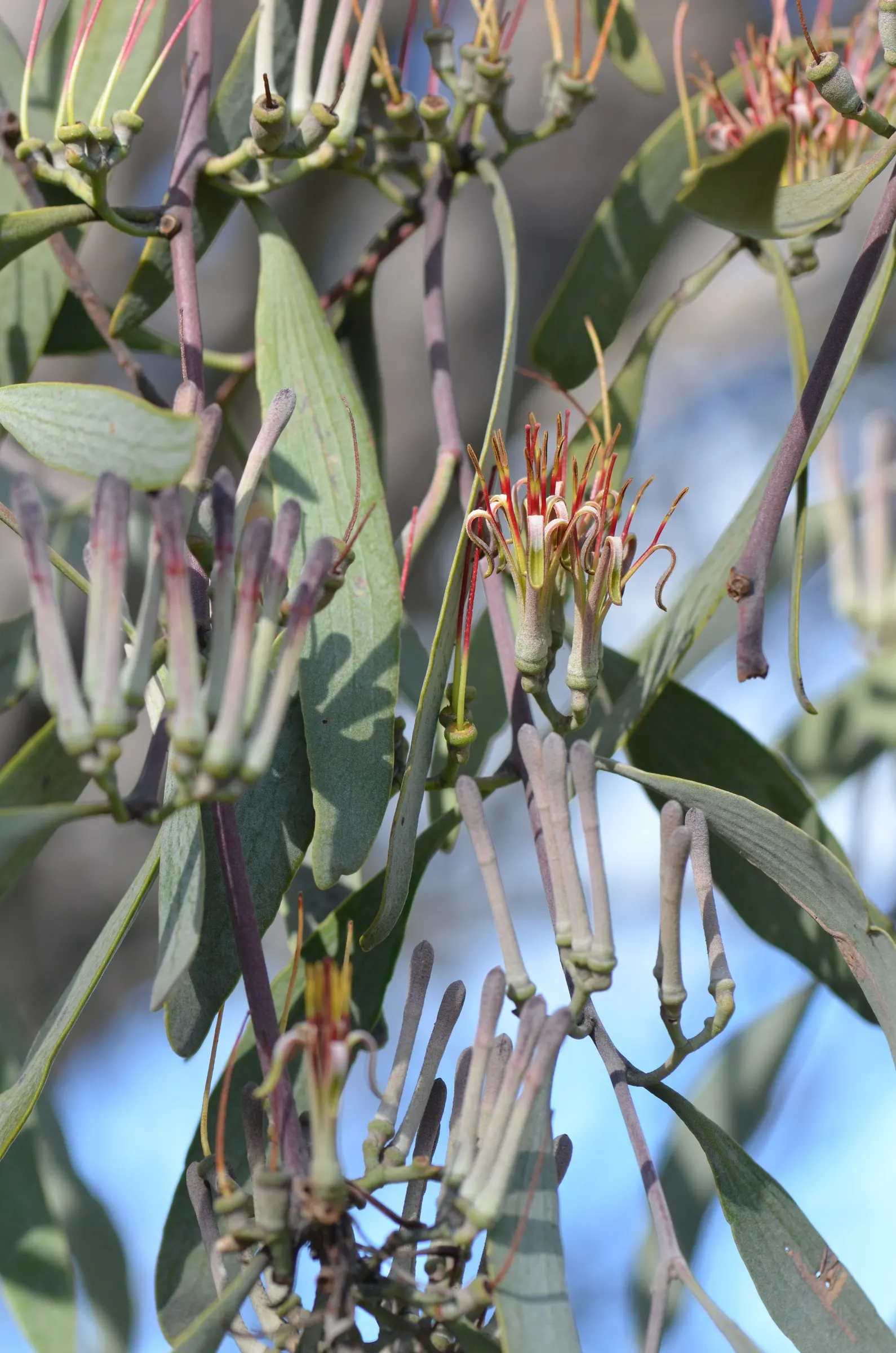 Weeping Acacia (Acacia Pendula) — The tree is also tolerant of poor soils; the Weeping Acacia prefers full sun and well-drained soils