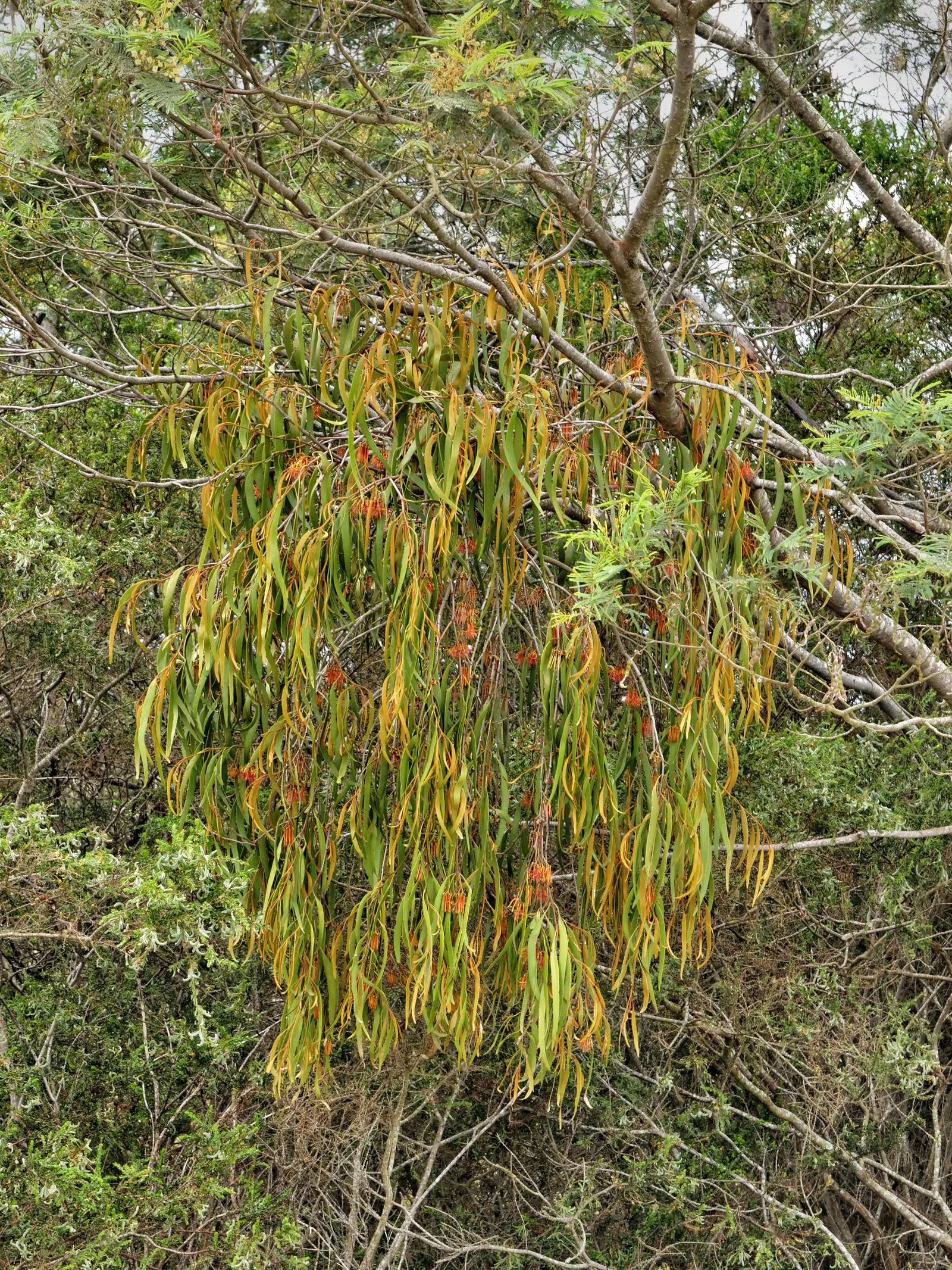 Weeping Acacia (Acacia Pendula) — making it a wise choice for xeriscaping or water-conserving landscapes; creating a canopy that offers dappled shade